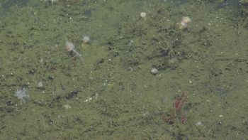 Media type: image;   Invertebrate Zoology 153141 Description: live specimen;